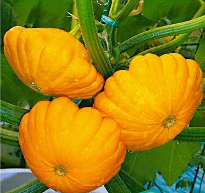 这种野瓜似飞碟人称“飞碟瓜”,味道鲜美做法多,你吃过吗?