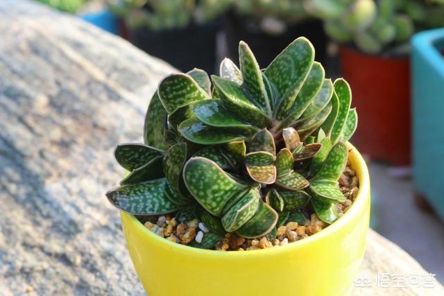 寓意财富的多肉,像元宝的多肉叫什么