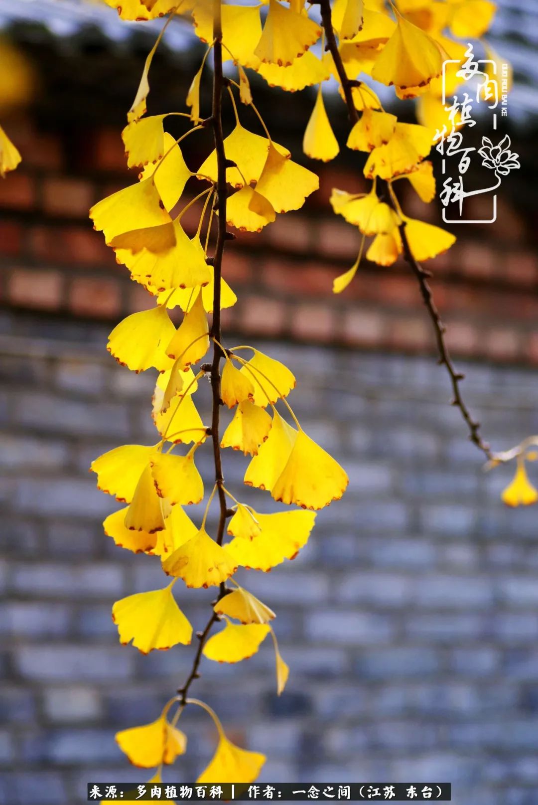 一见多肉误终生,一见多肉误终生从此入了养花坑