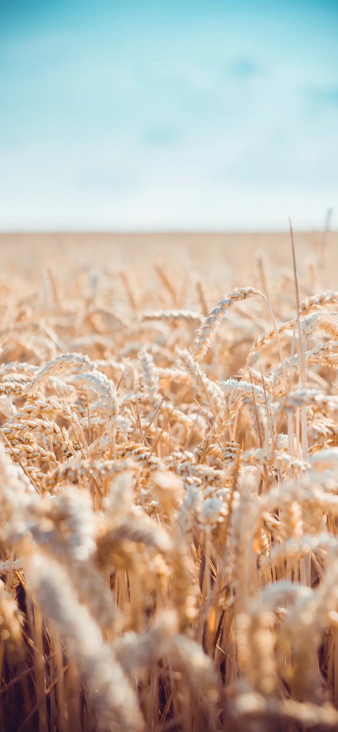文艺素雅治愈植物手机壁纸,唯美治愈系手机壁纸植物
