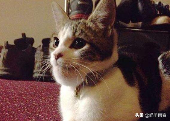 猫咪被蜜蜂蛰了找不到刺,猫咪的爪子被蜜蜂蜇肿了