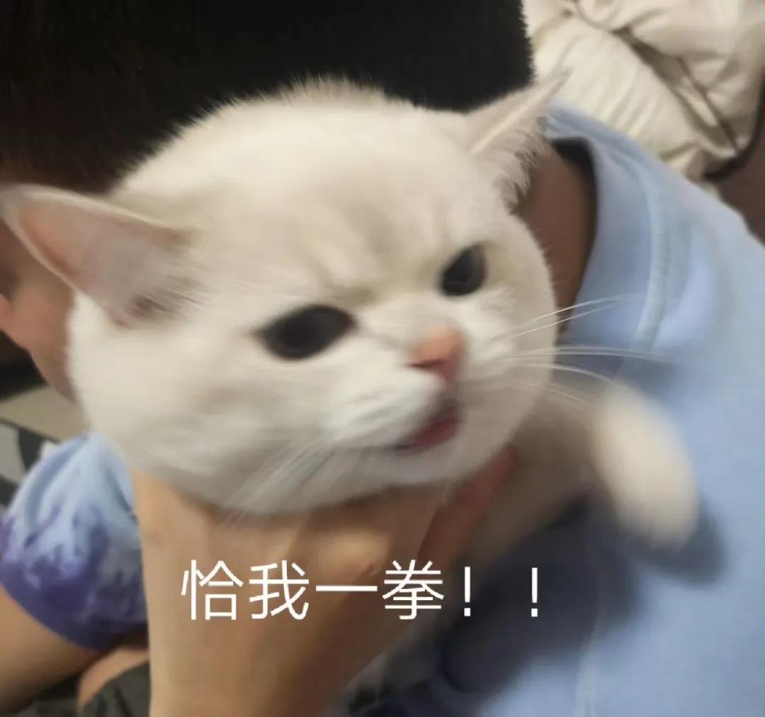 和宠物交流说什么,宠物谈恋爱怎么回事