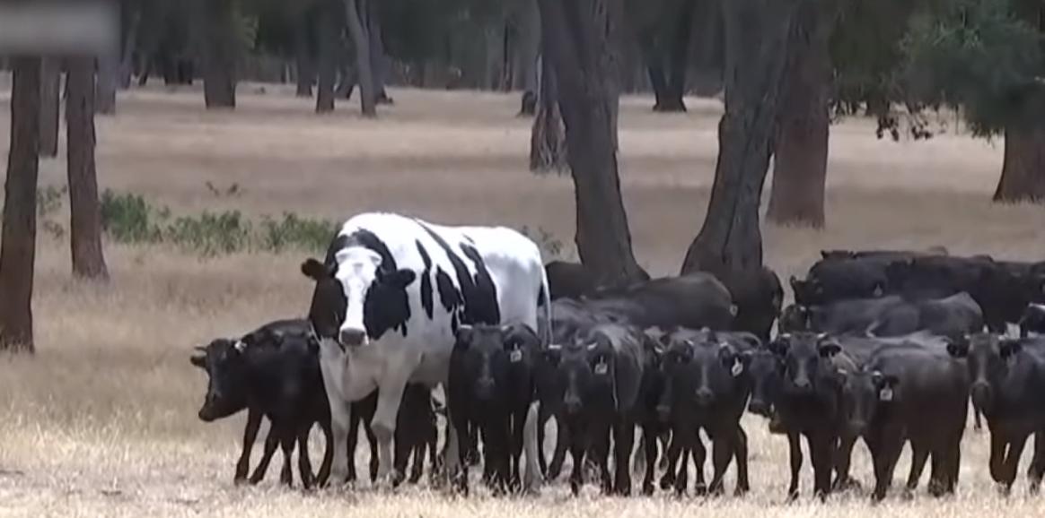 给牛身上开洞,牛身上的洞是怎样开的