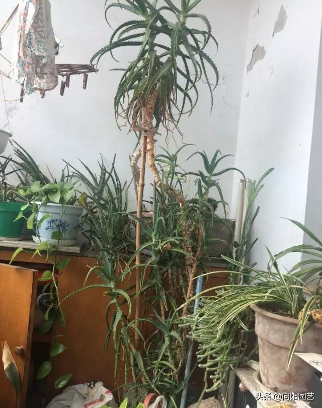 芦荟怎么养才能更旺盛视频,芦荟怎么养才能长得快又茂盛