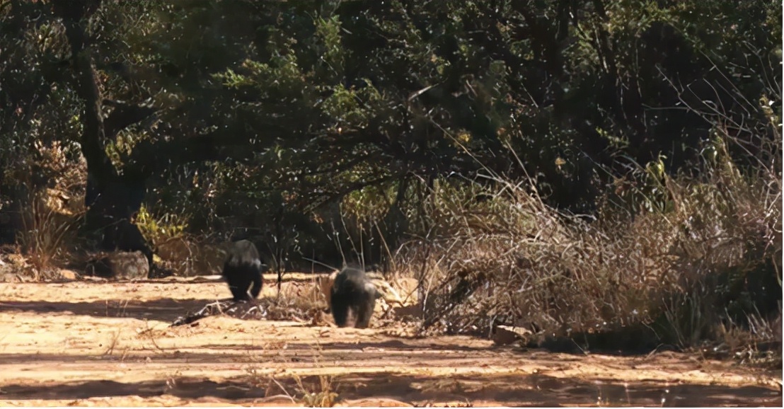 蜜獾吞食毒蛇视频,克星蜜獾专门咬很凶猛的毒蛇