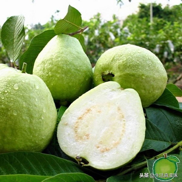 番石榴和其他水果的营养对比,番石榴营养丰富的热带水果