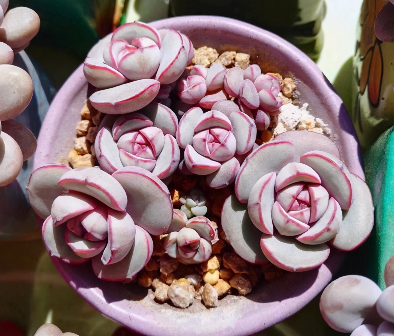 推荐几个玫瑰形的多肉植物,最像玫瑰花的8款多肉