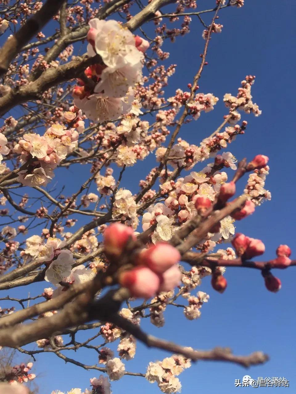 山花烂漫中条山之山杏花开树树梅