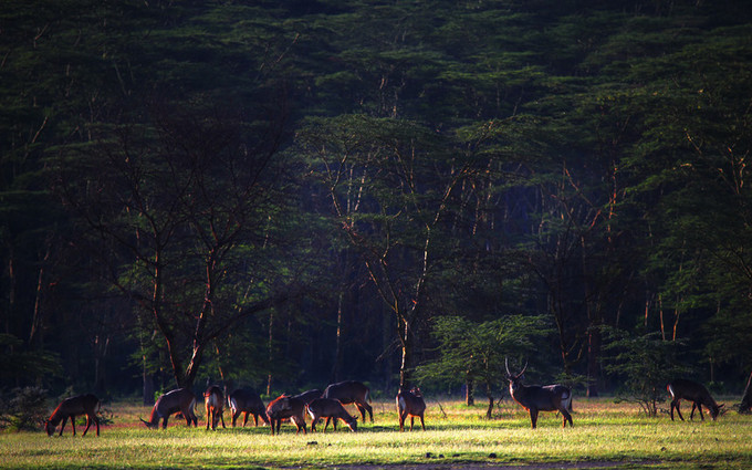 旅行攻略·肯尼亚:跟随《狮子王》震撼你的视觉,哈库拉,玛塔塔