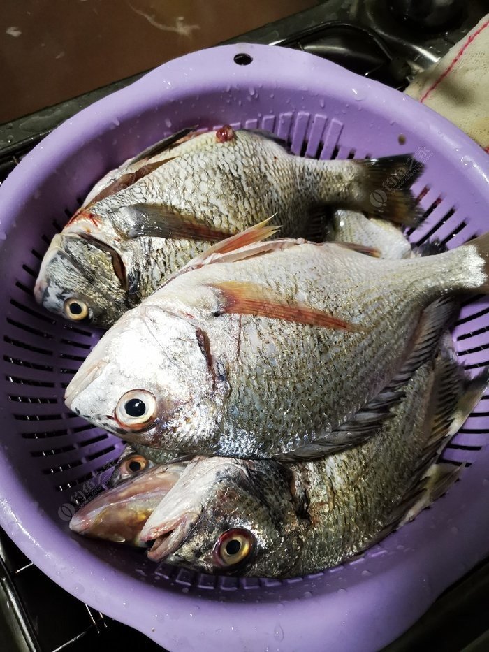 矶钓一竿远,精彩矶钓