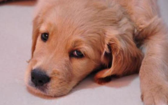 狗狗不吃东西怎么办也不拉粑粑,狗狗不吃食物精神正常怎么回事