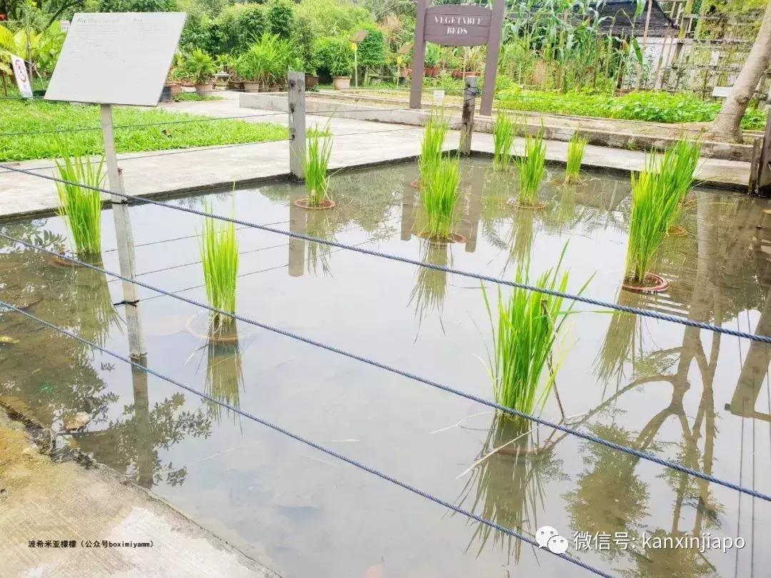 新加坡科学艺术博物馆值得去吗,新加坡必去十大科学馆