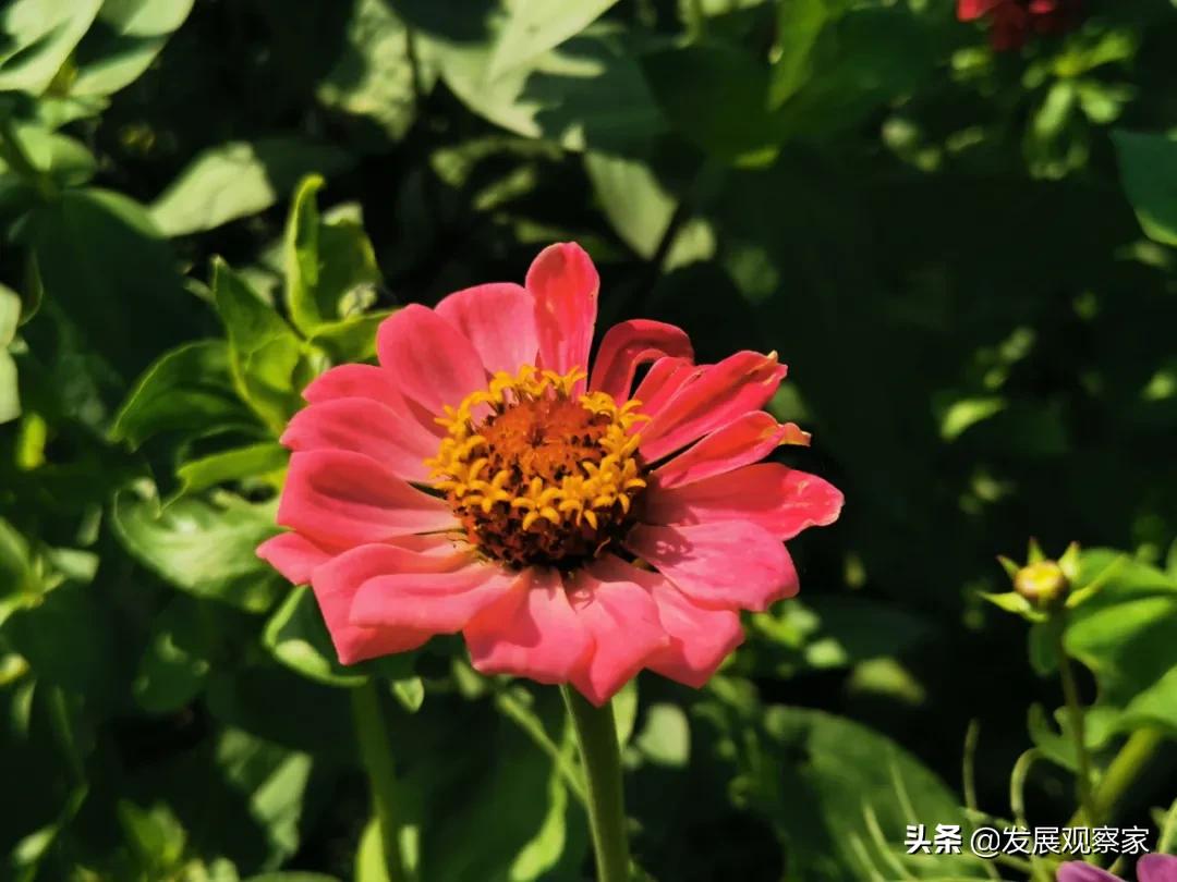 双流花海风景,双流紫色花海