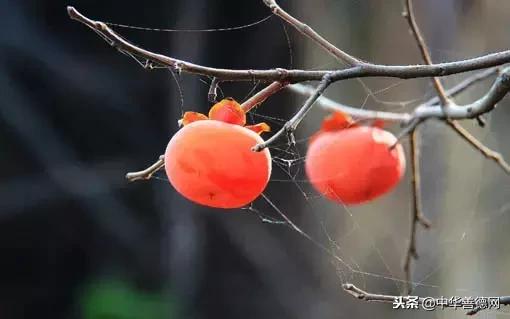 留几枚柿子在树上吧，让感恩变成一种习惯