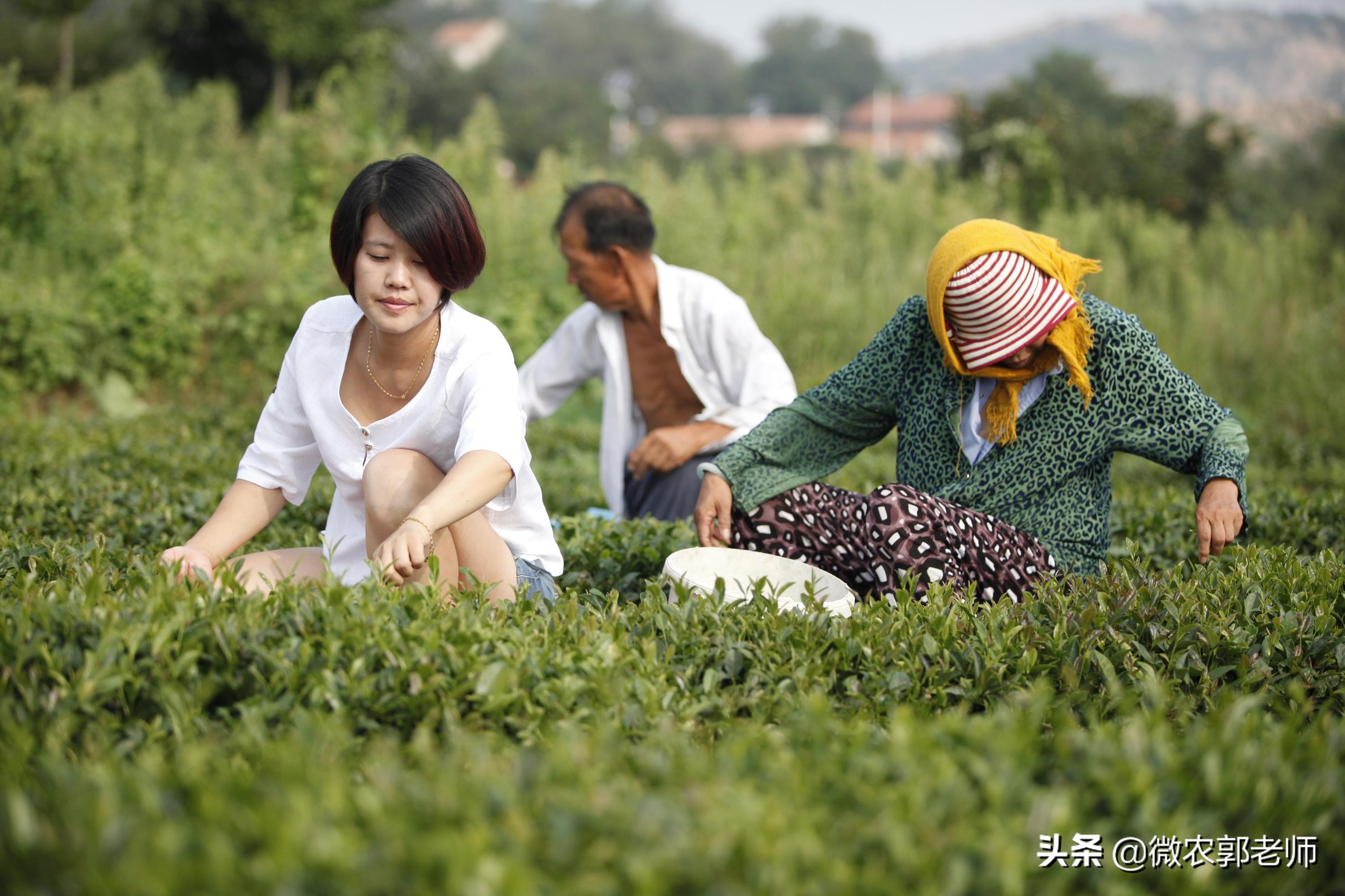 什么是生态农业通俗易懂,什么是生态经济发展