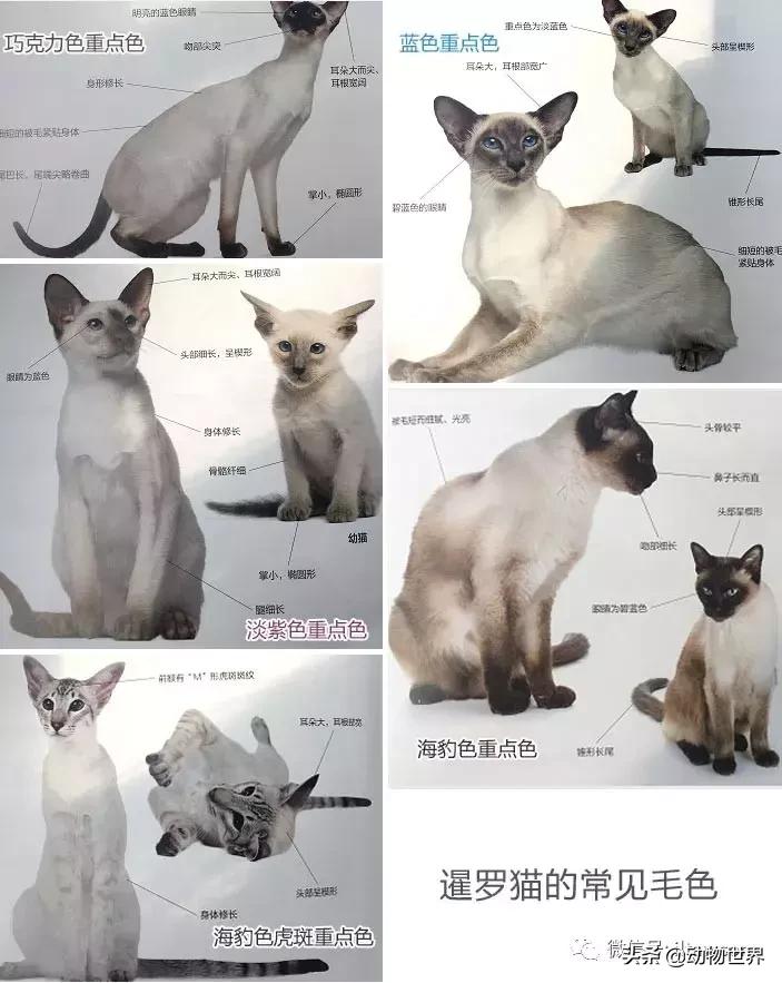 东方的“月亮钻石”-暹罗猫