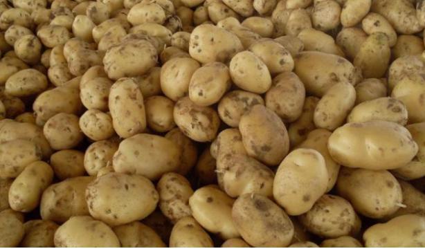 四子王旗土豆最新价格,四子王旗目前土豆多少钱一斤