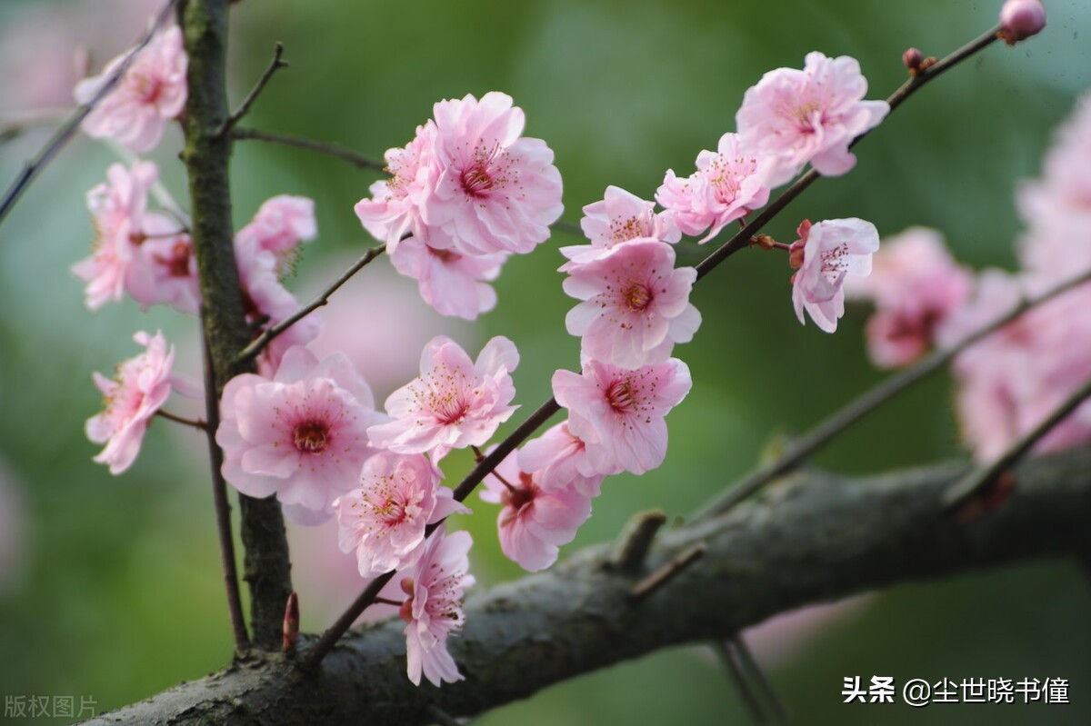 李清照最肉麻的一首卜算子咏梅词,收录李清照六首咏梅词的词集是