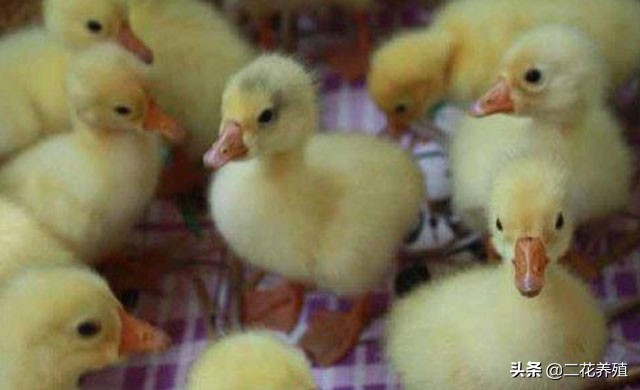 小鹅拉白痢吃什么药？小鹅脚无力怎么办？试试这种治疗方法