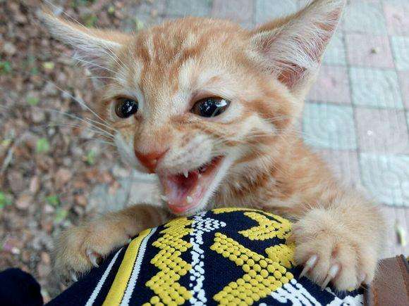 流浪猫被虐待爪子只剩骨头,流浪猫被杀爱猫人士哭泣