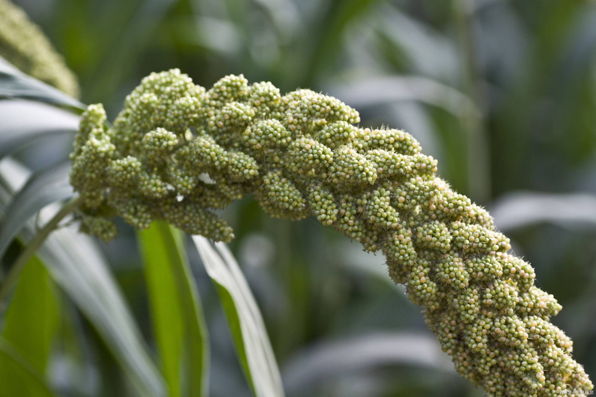 敖汉谷子今天价格最新行情,2023年谷子价格最新行情