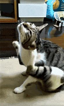 猫耳螨都把耳朵抓出血了怎么办,猫耳朵耳螨结块