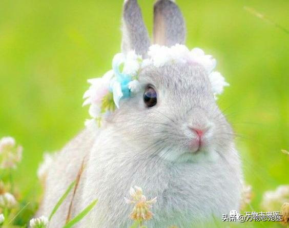 兔兔要死之前的征兆,兔兔突然死亡的原因