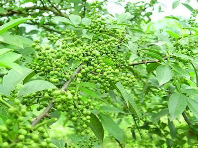 大叔收集废品变废为宝,重庆大叔创业