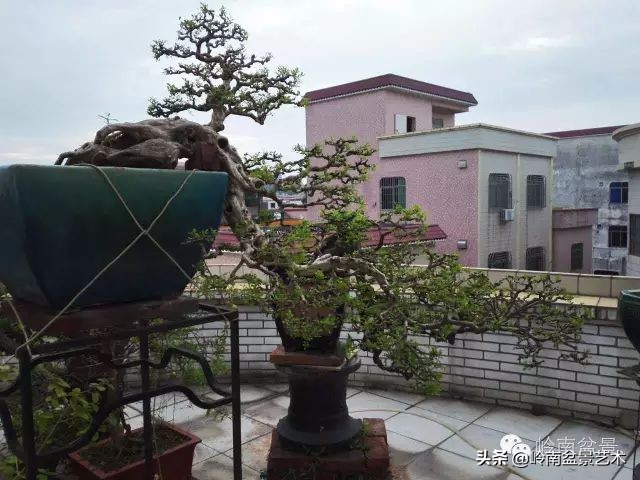 黄圃镇花店,花乡花卉绿植区