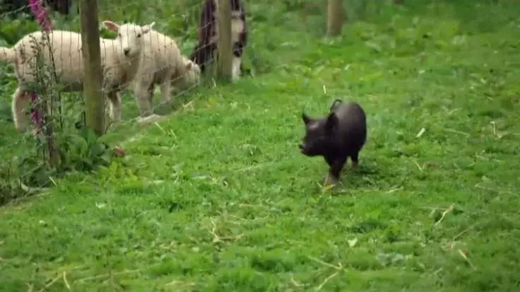 隐居深山30年以种地为生,隐居深山生活养动物