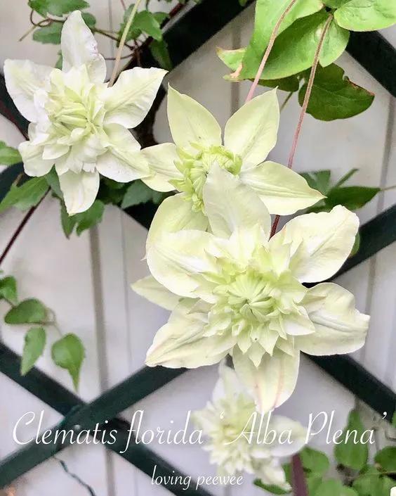 藤本植物皇后铁线莲,藤本皇后铁线莲品种