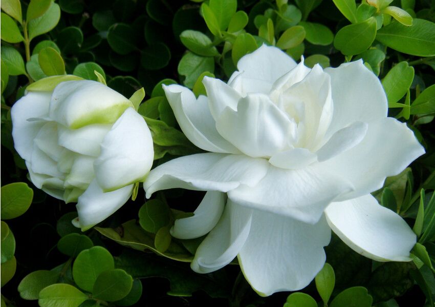 栀子花黄叶的原因及处理方法图片,栀子花几种黄叶现象