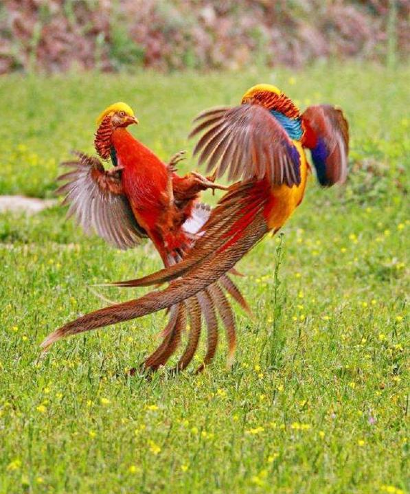 山西大爷山中发现金凤凰,山西老人养金凤凰第三集