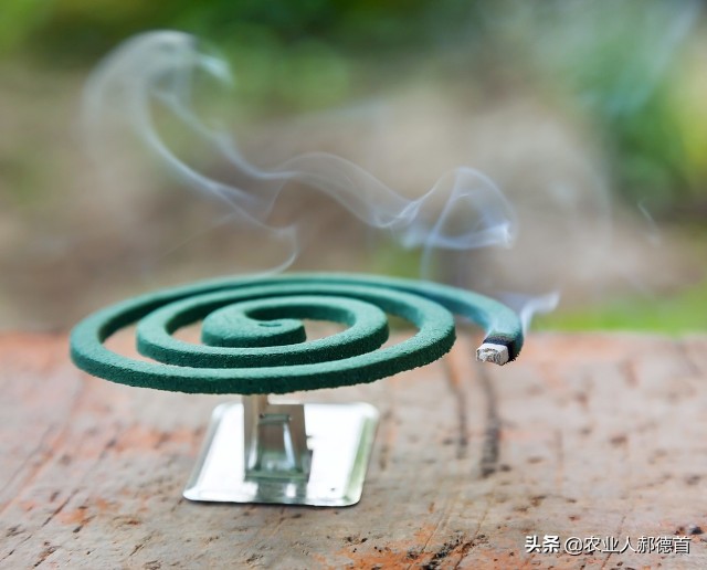 白菜萝卜生虫用什么农药好用,白菜菜青虫打不死怎么办