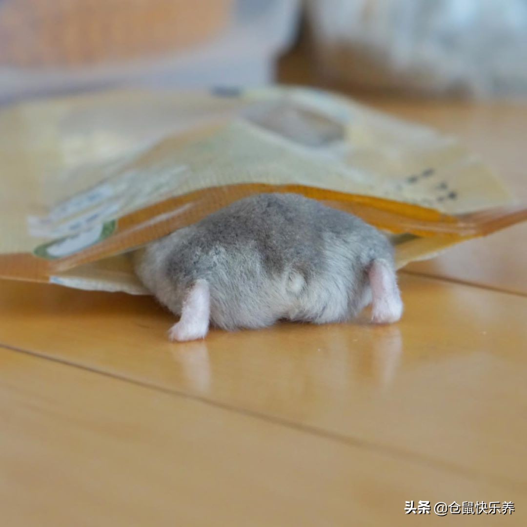 仓鼠逃跑在家偷猫粮,仓鼠被老鼠偷吃