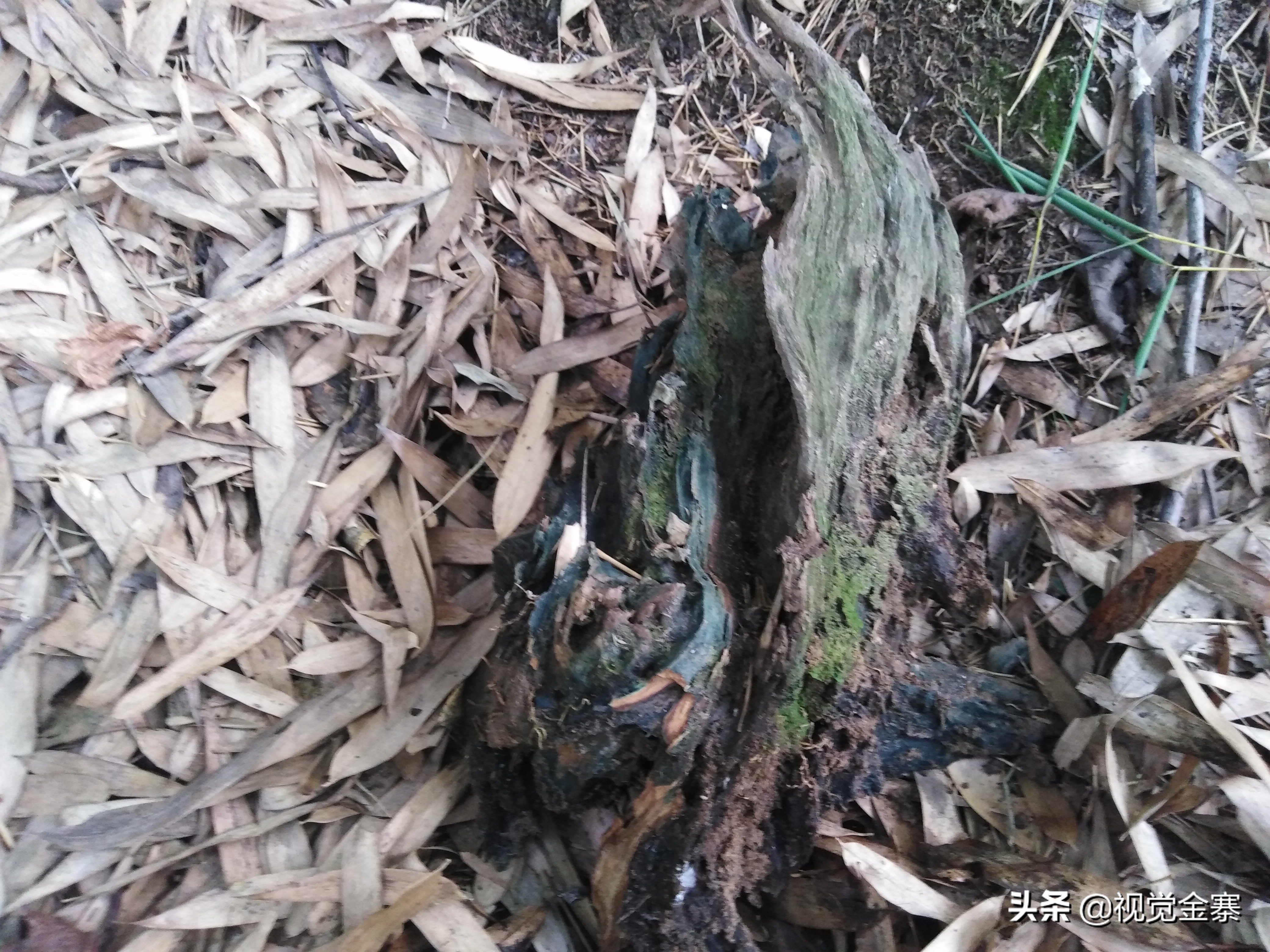 大别山稀有灵芝,大别山野生灵芝