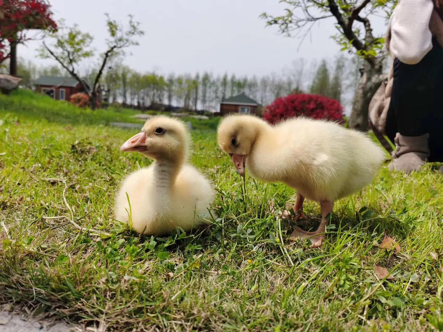 扬州小隐庄园,扬州古城区小院