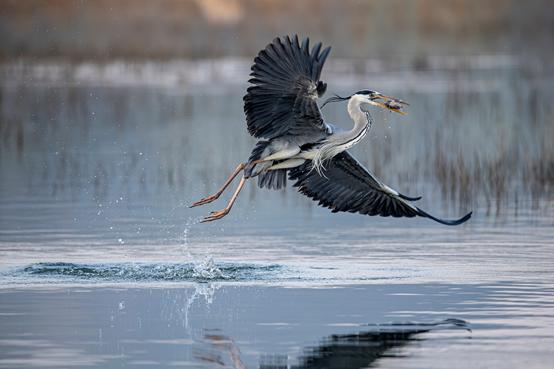 尼康d6拍鸟评测,摄影全套教程尼康d6