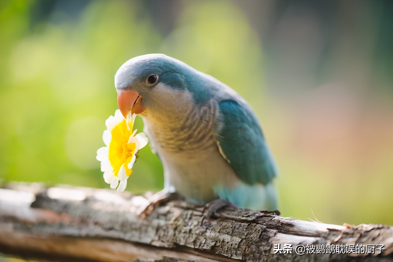 为装饰餐厅花八千买两只鹦鹉,店长经理被判一年六个月缓刑两年