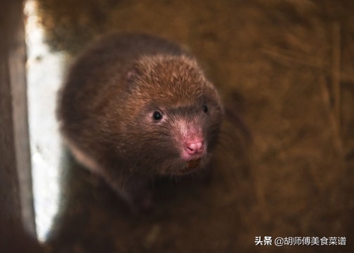 除了蝙蝠外的十二种野生动物,除了蝙蝠还有哪些野生动物不能吃
