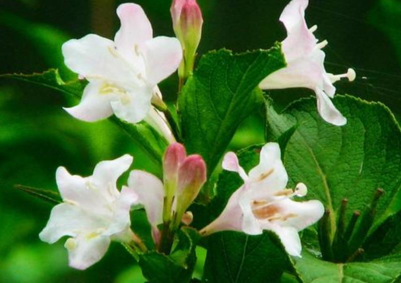 情商越高，直话越少：真正情商高的人，常用三种语言技巧，很委婉