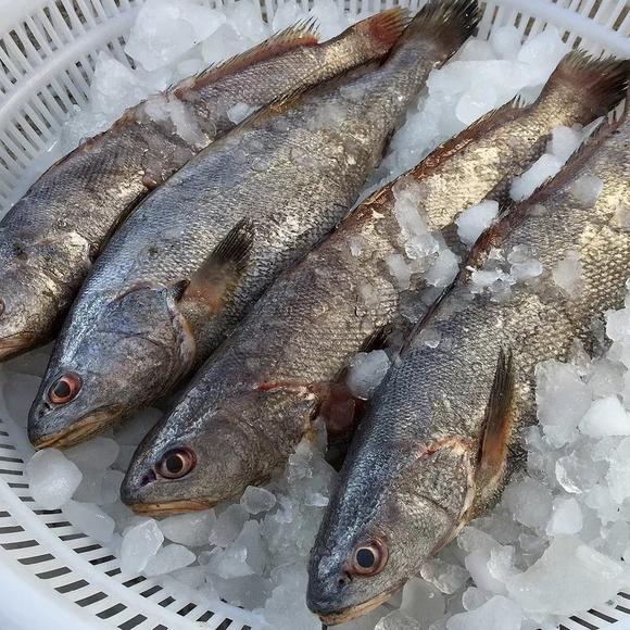 最干净的十种食用鱼,常见的可食用干净的鱼有哪些