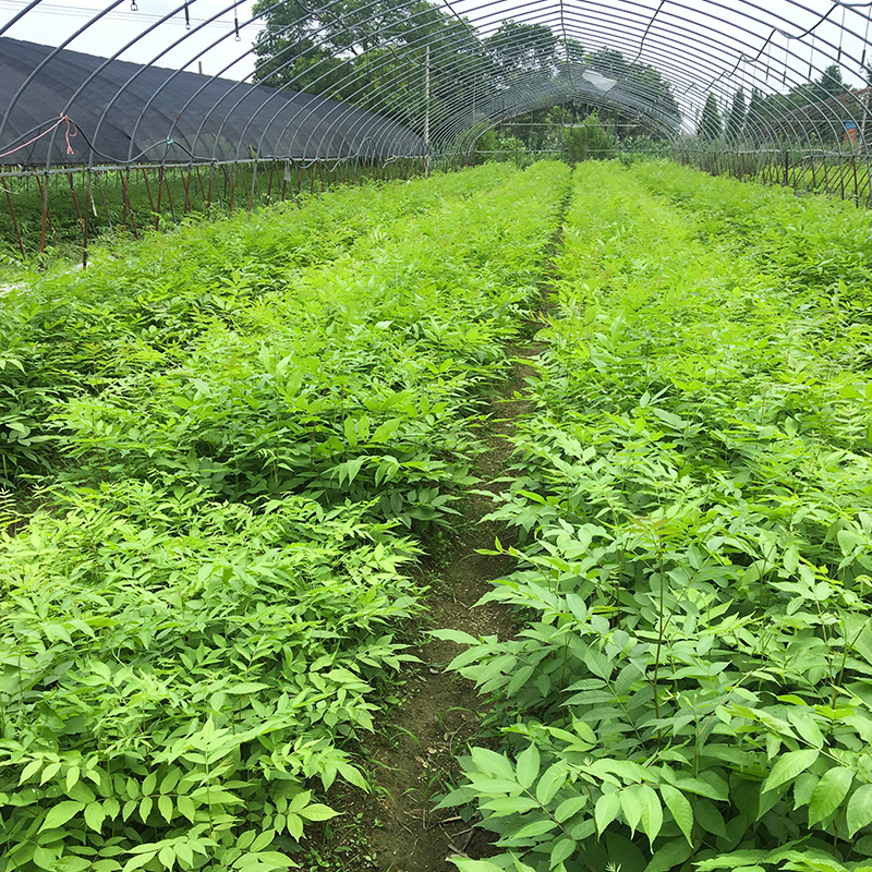 青钱柳树苗种植方法,银柳扦插育苗的正确方法