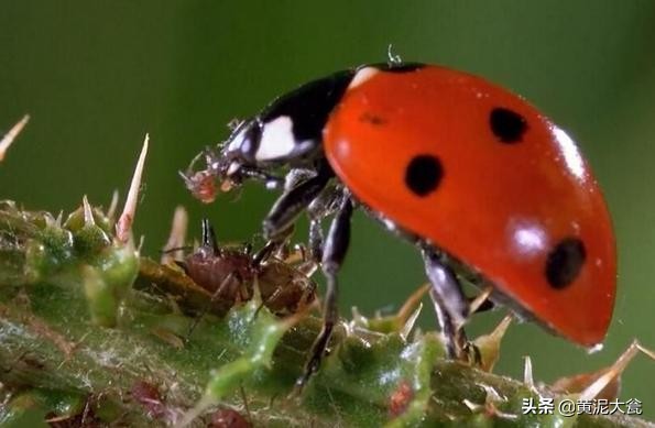 听大瓮聊聊生态种植里的那些事儿之昆虫篇（二）