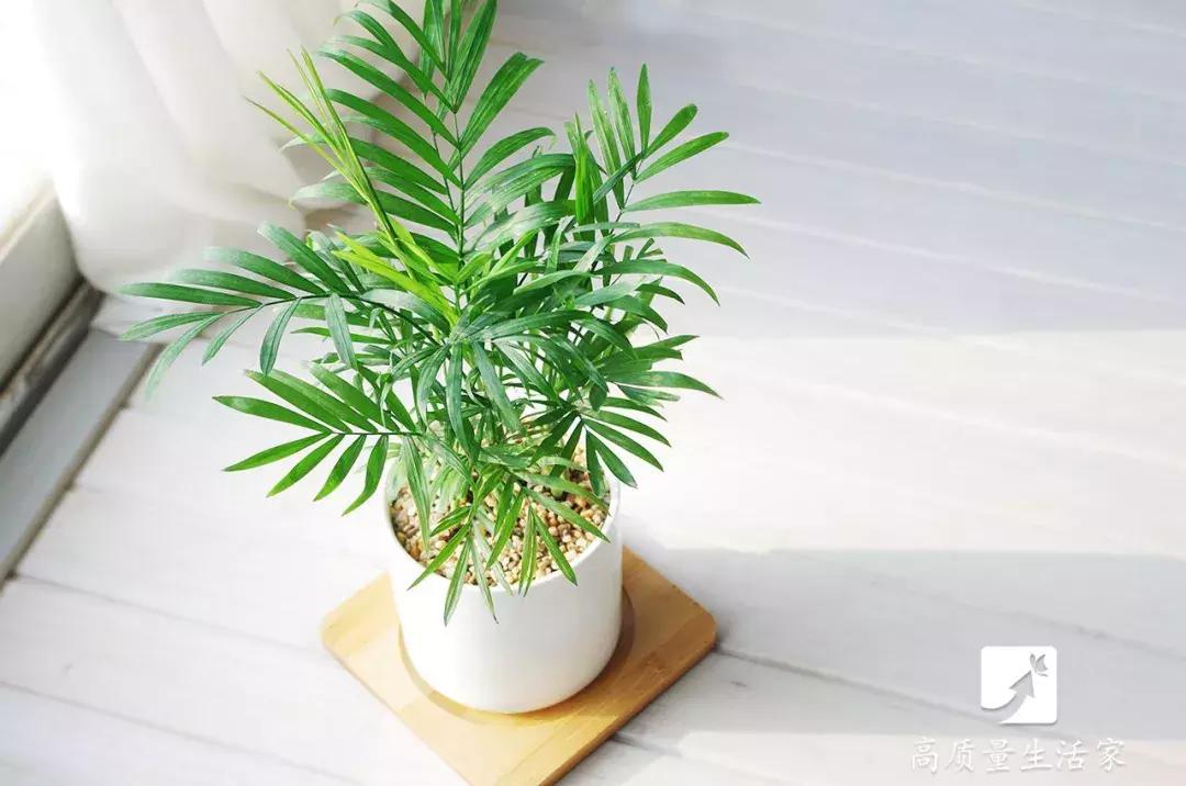 装修房子吸甲醛最好的是什么植物,吸甲醛最好的植物排名