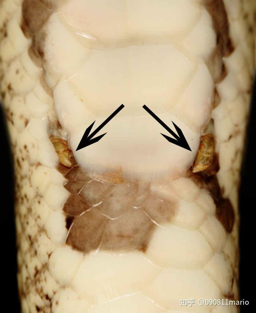 蛇能吞下比自己大多少倍的东西,蛇为什么能吞下比自己大的猎物