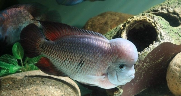 慈鲷品种,慈鲷类型