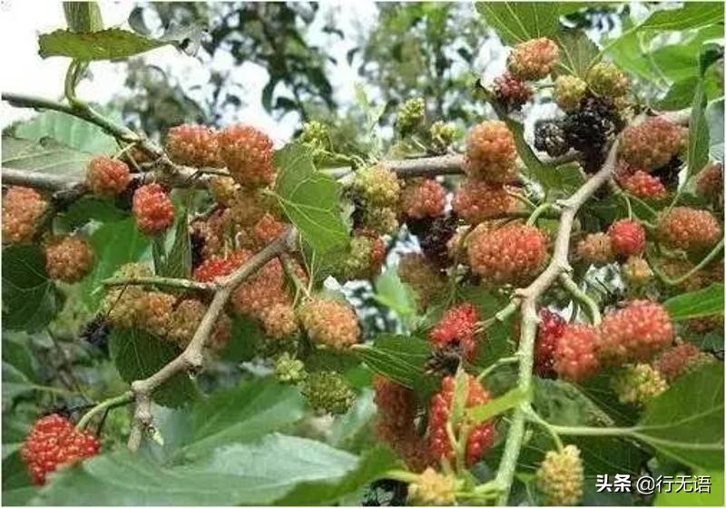 有趣的农村生活食物,农村生活农村娃农村美食