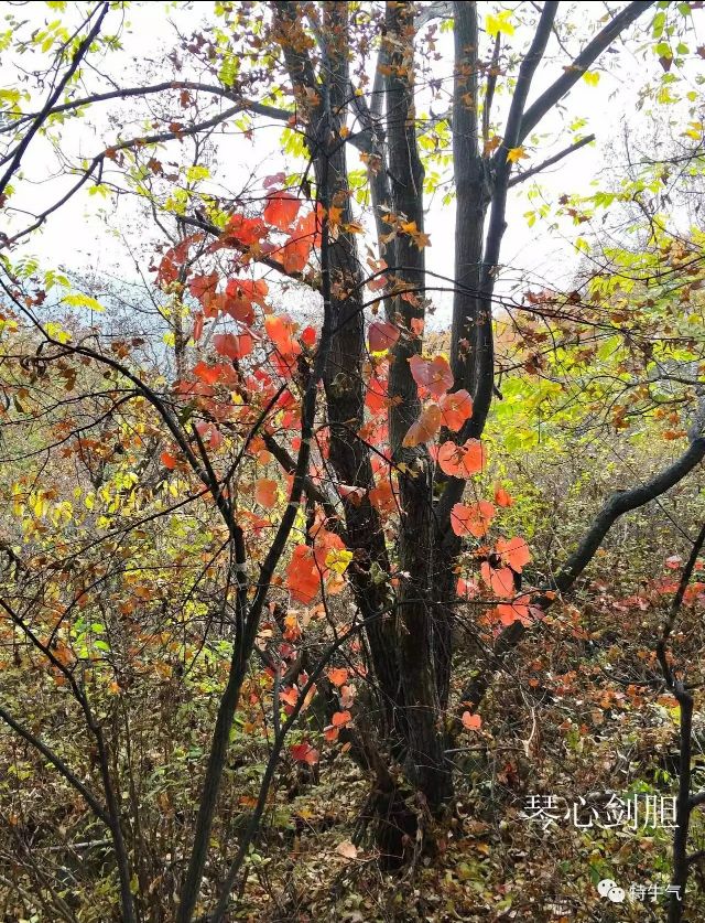 琴心劍胆诗词‖秋韵之橡树——赤峰宁城黑里河道须沟之一