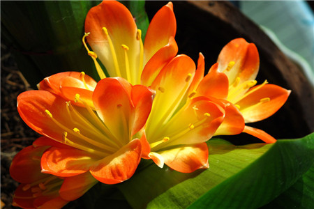 君子兰的养殖方法和注意事项换盆,君子兰养殖方法注意事项